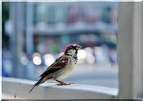 Little bird in window