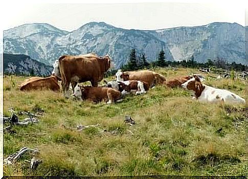 Humans first got livestock, like these cattle, during the Neolithic revolution