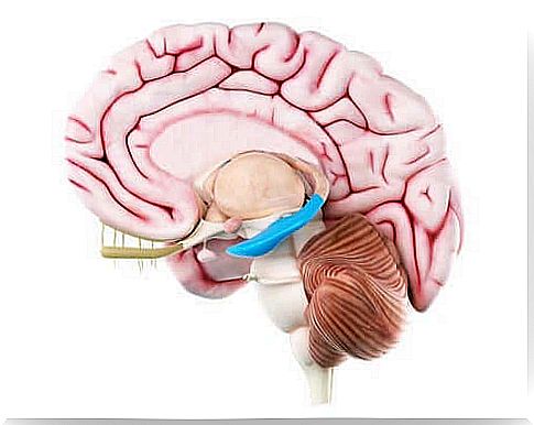 Graphic illustration of the brain