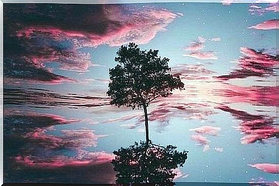 Tree in lake in front of pink sky