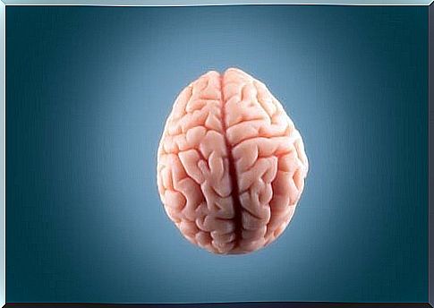 Brain on a gray background 