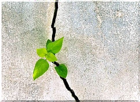 Small plant sprouts grow through concrete as a symbol of resilience according to Marcelo Ceberio