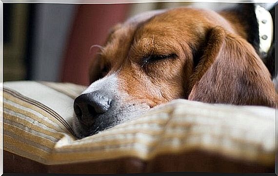 dog lying on a duvet