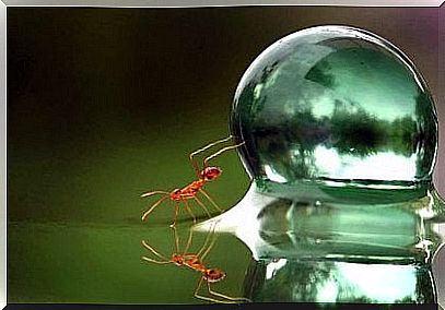 Ant and water bubble.  Overexertion