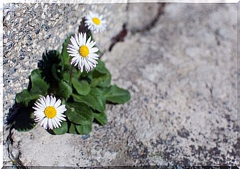 Flowers in the road have resilience