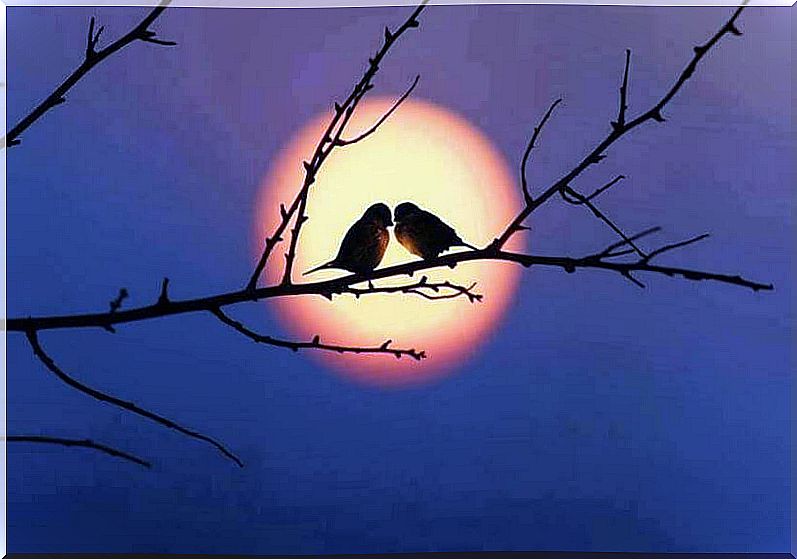 Two birds on branch in front of moon