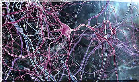 neurons