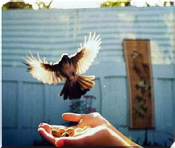 Bird lands on one hand