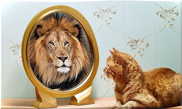 Cat who sees his mirror image as a lion can see hope in the dark