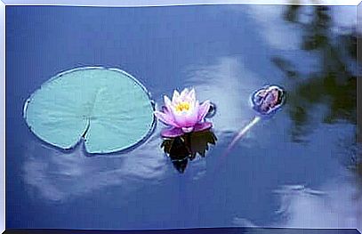 flower in lake