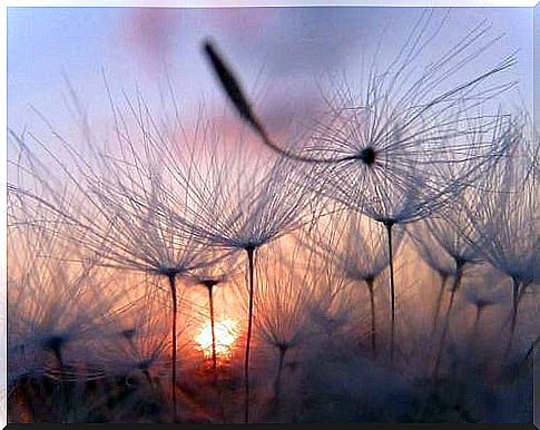 White dandelions